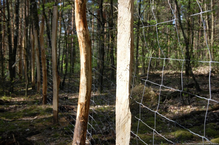 Powstały dwie okazałe remizy leśne w Białymstoku. Mają one poprawić bioróżnorodność w mieście (zdjęcia)