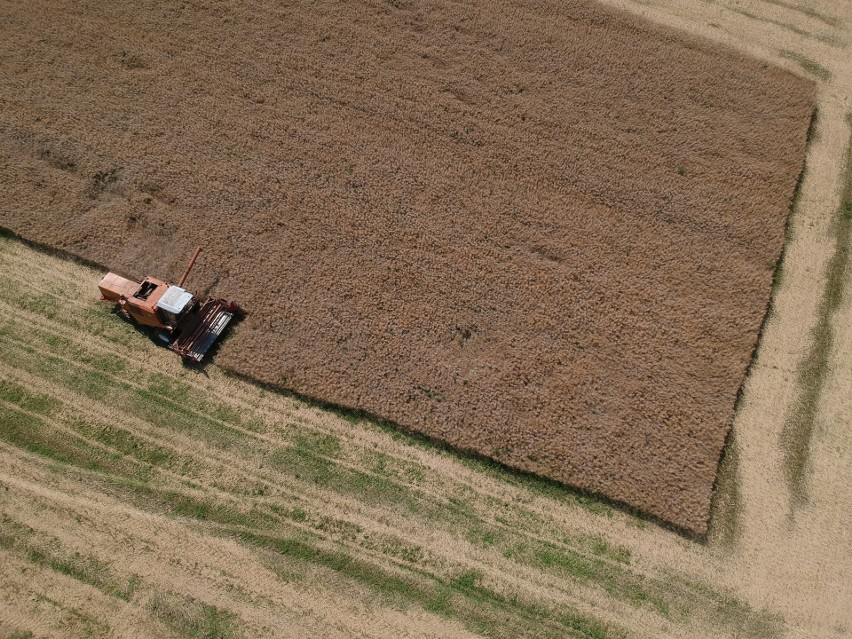 Trwają żniwa na podkarpackich polach. To czas na zebranie...