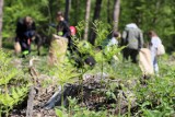 Darmowe sadzonki drzew dla każdego. Od poniedziałku rusza duża akcja w Poznaniu