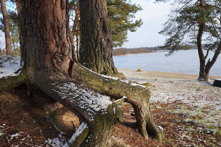 Pierwszy śnieg Przeczyce