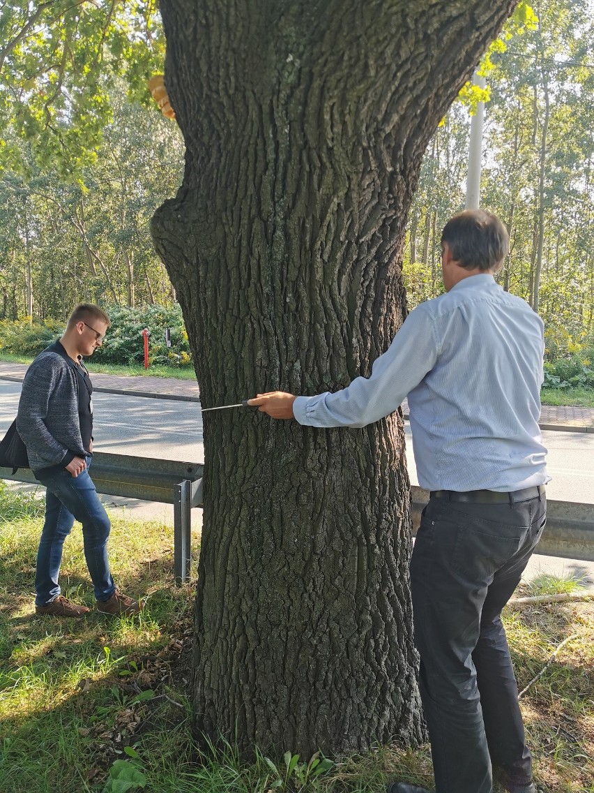 Dąbrowa Górnicza: miasto kupiło specjalny tomograf do badania stanu drzew. Po to, by nie wycinać ich na potęgę ZDJĘCIA + WIDEO 