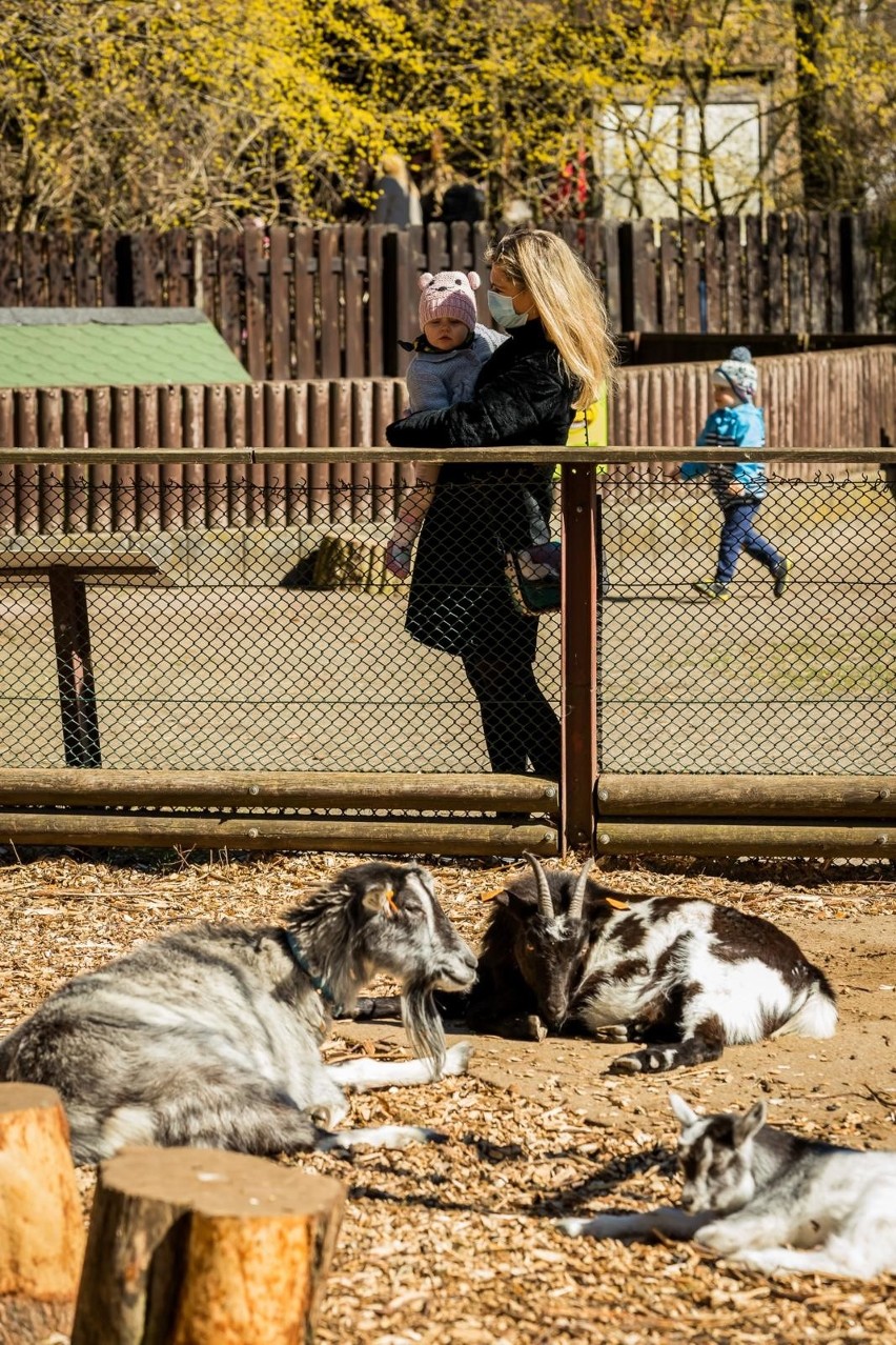 Choć w Wielkanoc w bydgoskim zoo - w związku z...