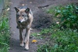 Gdzie są wilki spod Swarzędza? Jeden zginął, pozostałe zniknęły. Uciekły z Wielkopolski?