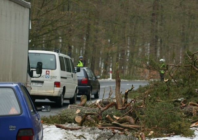 Jak zapewnia Bogdan Jakuczun park ma zezwolenie na wycięcie każdego drzewa.