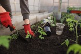 Nie prześpij ważnych prac wiosennych w ogrodzie i na działce! Kalendarz ogrodnika i działkowca na 2023 rok