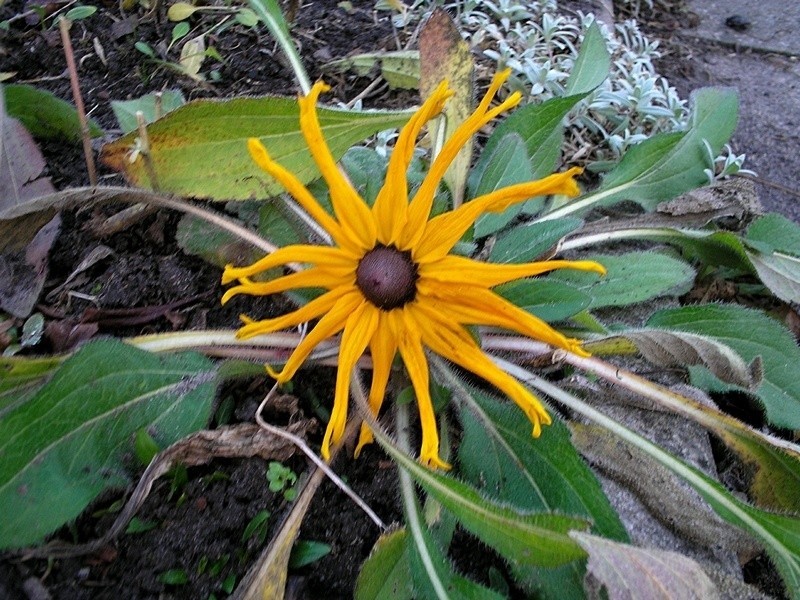 Kwitną rudbekie – kwiaty końca lata!