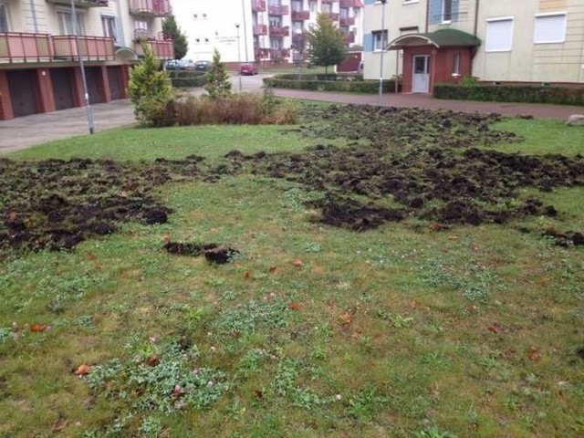 Zniszczony trawnik na Warszewie