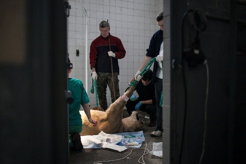 W łódzkim zoo przeprowadzono nowatorski zabieg sztucznego zapłodnienia lwic [ZDJĘCIA, FILM]