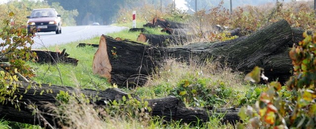 Budowniczowie drogi S3 wycieli dziesiątki dorodnych i zdrowych lip. Teraz argumentują, że inaczej postąpić nie mogli, bo w tym miejscu powstanie wiadukt. 