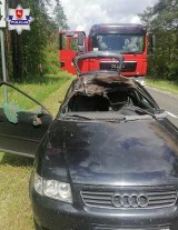 Zderzenie samochodu osobowego z łosiem na drodze wojewódzkiej nr 812 w powiecie włodawskim. Dwie osoby trafiły do szpitala