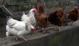 Budowa fermy kurczaków w Kruszynianach. Inwestor odpowiada na zarzuty przeciwników kurników (ZDJĘCIA)
