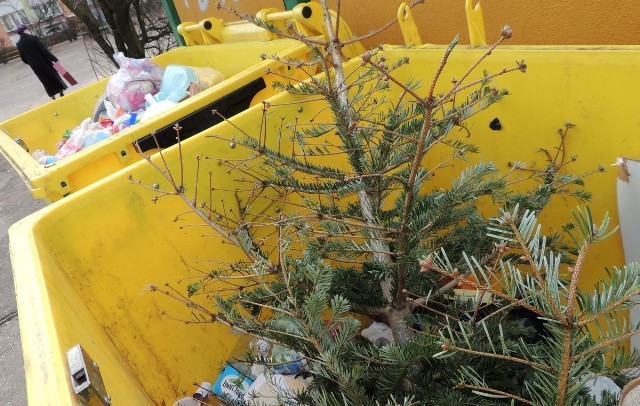 Chcąc wyrzucić drzewko na śmietnik, wcześniej należy  zapoznać się z harmonogramem wywozu  odpadów