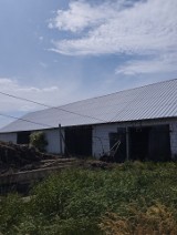 Makabryczne odkrycie w gminie Sejny. Martwe krowy w gospodarstwie