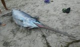 Dźwirzyno: Bałtyk wyrzucił na plażę miecznika