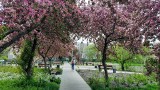 Ogród sensoryczny na osiedlu Ogrody w Ostrowcu robi wrażenie. Piękne, wiosenne kolory 