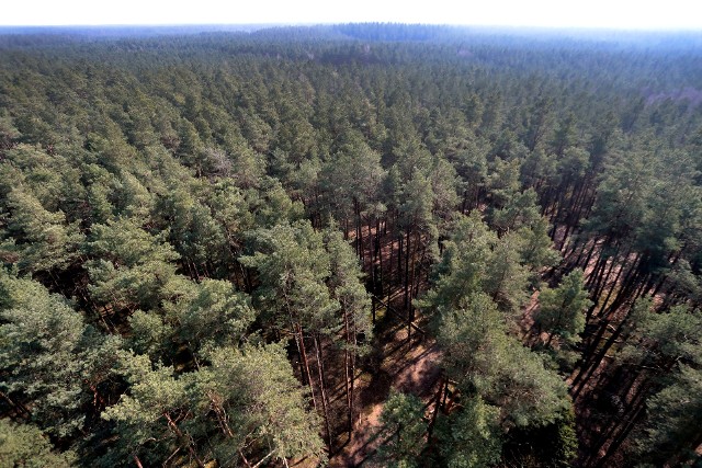 Lasy Państwowe wypowiedziały wojnę złodziejom drewna. W całej Polsce trwa akcja pod niegroźnie brzmiącym kryptonimem „Jesień 22”
