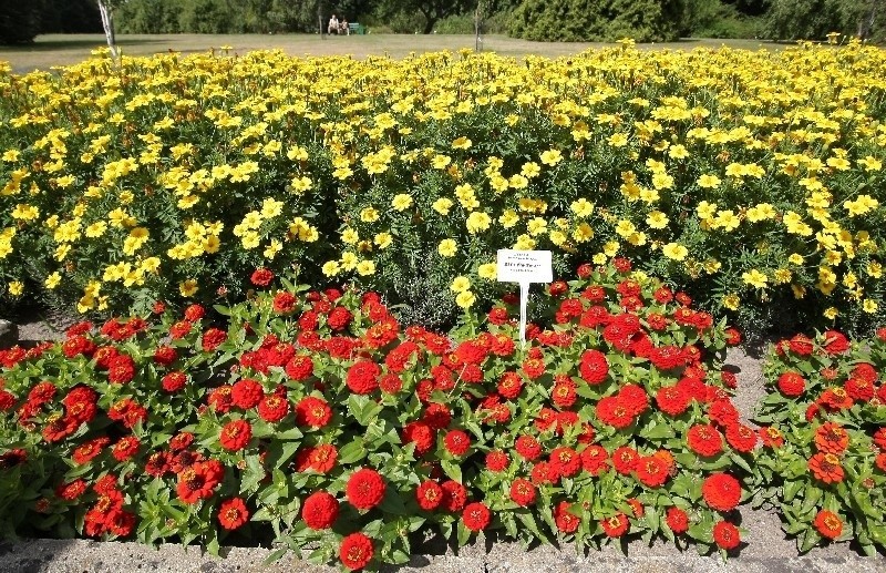 Ogród Botaniczny w Łodzi: Kącik roślin zapomnianych