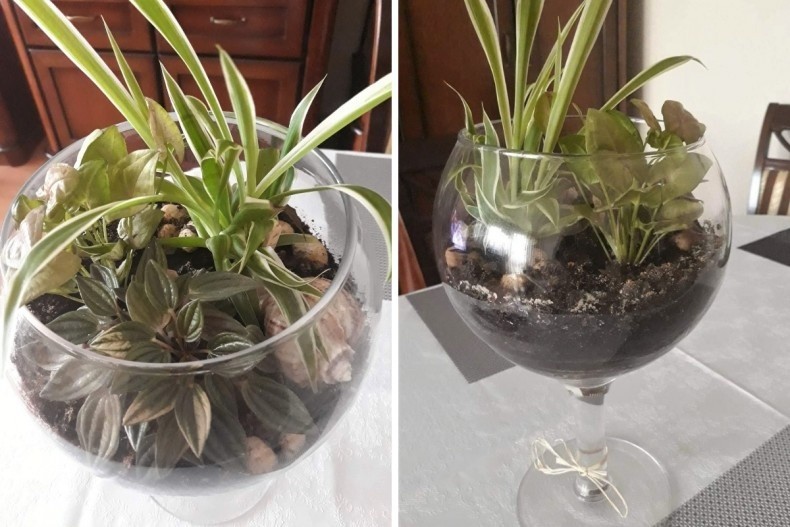 Rośliny w szklanym kielichu mogą zastąpić kwiaty w wazonie.