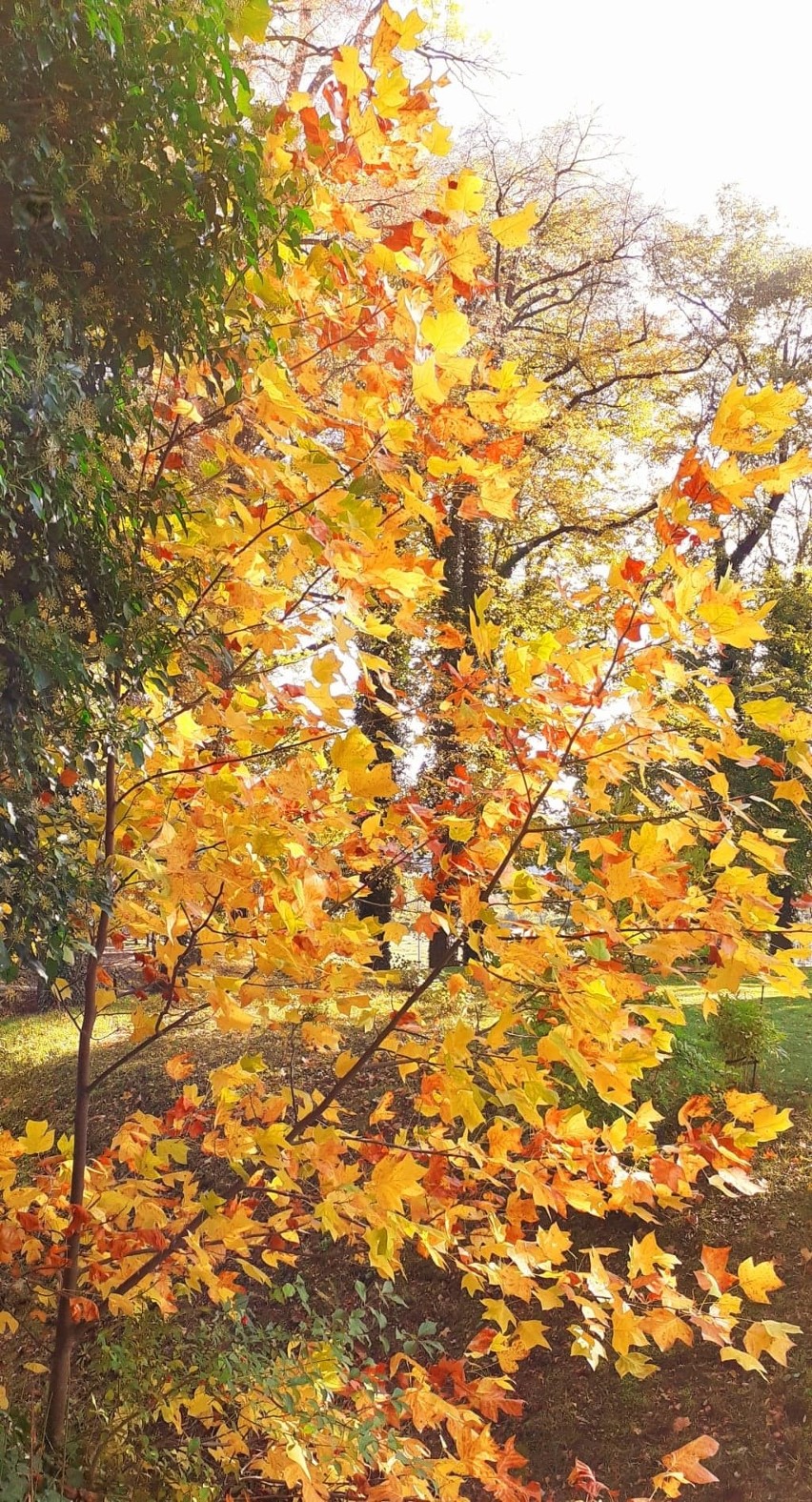 Piękna jesienna sceneria w parku przy Zamku Dubiecko. Zjawiskowe barwy oszałamiają. Przekonajcie się sami! [ZDJĘCIA]