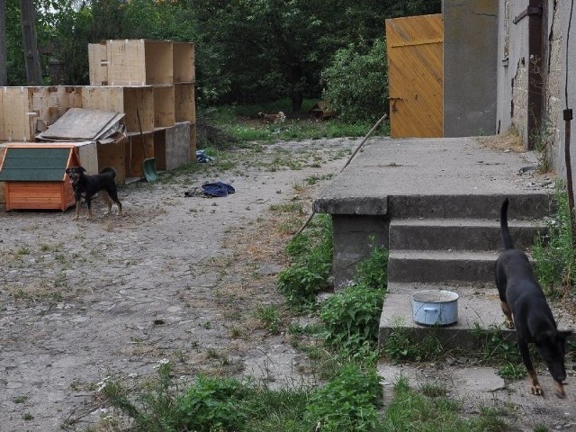 Bezdomne zwierzęta z Sandomierza trafiają obecnie do przytuliska znajdującego się przy ulicy Wiśniowej.