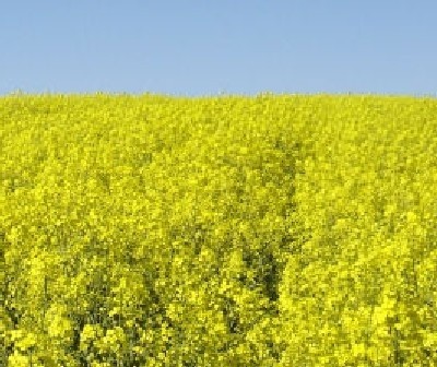 Wytwórnia biopaliwa będzie współpracowała z rolnikami z czterech sąsiednich województw (fot. archiwum)