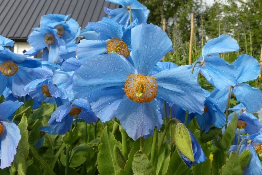 Niebieskie maki uprawiane w ogrodach to przede wszystkim...