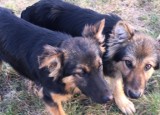 Psy do adopcji w Bogutach-Piankach. Ktoś porzucił cztery młode suki w typie owczarka niemieckiego. Zdjęcia