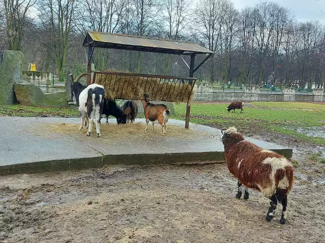 Wigilijna opowieść z chorzowskiego zoo - co mówią podopieczni Śląskiego Ogrodu Zoologicznego.