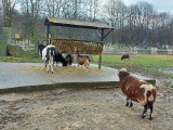 Wigilijne rozmowy w Śląskim Ogrodzie Zoologicznym. Jak przemawiają podopieczni chorzowskiego zoo?