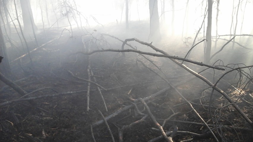 W Lubuskiem od początku roku mieliśmy już 81 pożarów lasów i...
