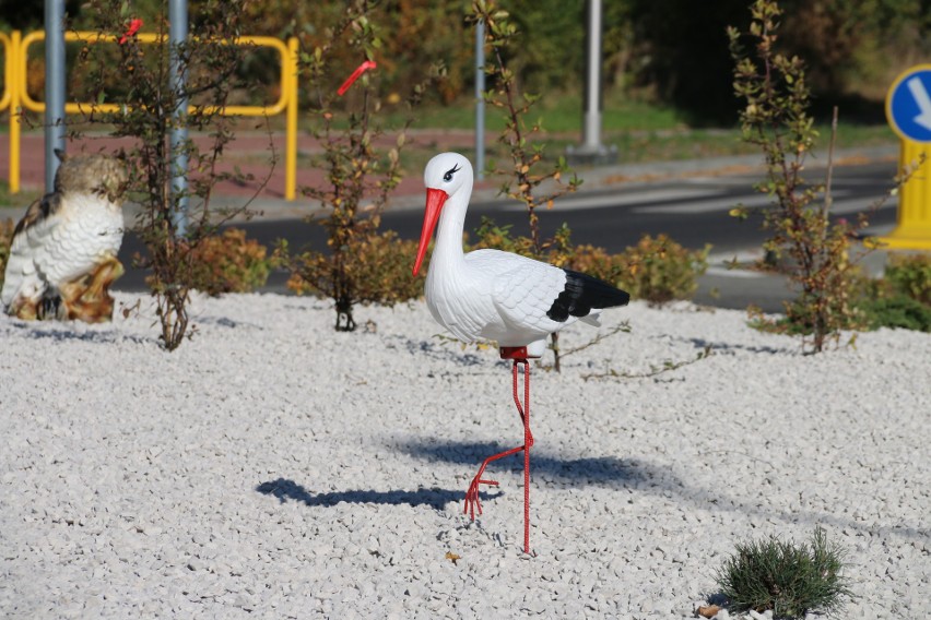 Starachowice: Ornitologiczne Zielone Rondo Celsium na ulicy Radomskiej. To będzie wizytówka miasta