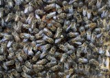 Pszczelarz skarży się na pocztę. Pszczoły w paczce jechały 30 godzin