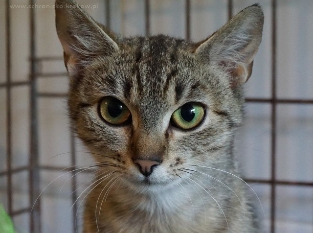 Kotka Mała jest jednym ze 170 kotów, które czekają w schronisku na nowych, kochających i odpowiedzialnych opiekunów