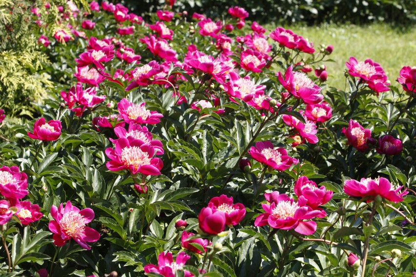 Piękne miejsca w ogrodzie botanicznym w Łodzi. ZDJĘCIA Kwitną krokusy i przylaszczki, lada dzień rozwiną się forsycje, ale na tym nie koniec