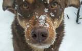 Zimowa zbiórka dla zwierząt z sępoleńskiej Fundacji Psie Nadzieje [zdjęcia]