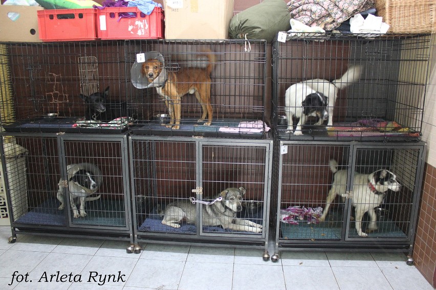 19 – Szpitalik dla psów w schronisku. To tutaj zwierzaki...