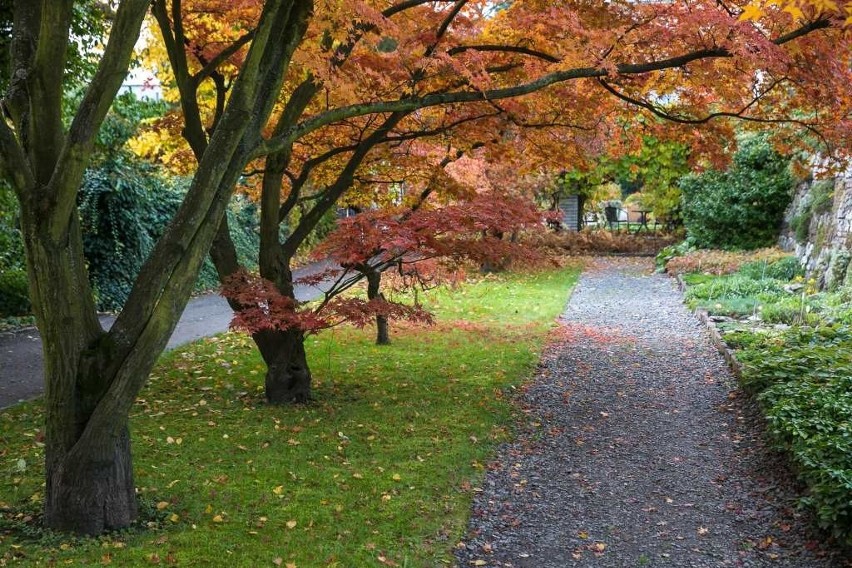 Ogród botaniczny UJ w jesiennej szacie [ZDJĘCIA]