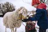 Terapeutyczne pastwiska na Pomorzu. Małżeństwo z Trójmiasta założyło niezwykłą eko-farmę koło Gniewu