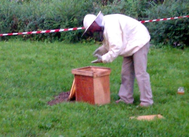 Rozbitym ulem zajął się wezwany na miejsce pszczelarz.