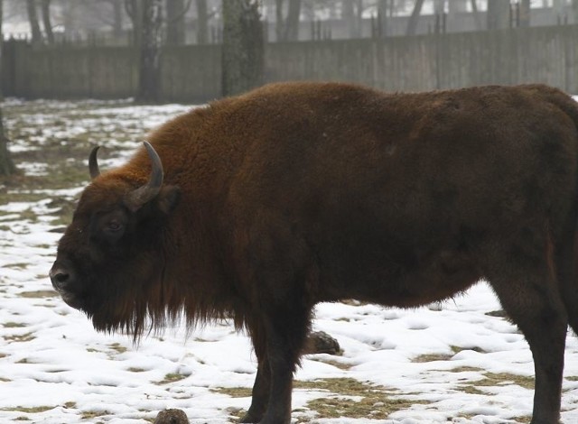 dostaną zimą 260 ton karmy.