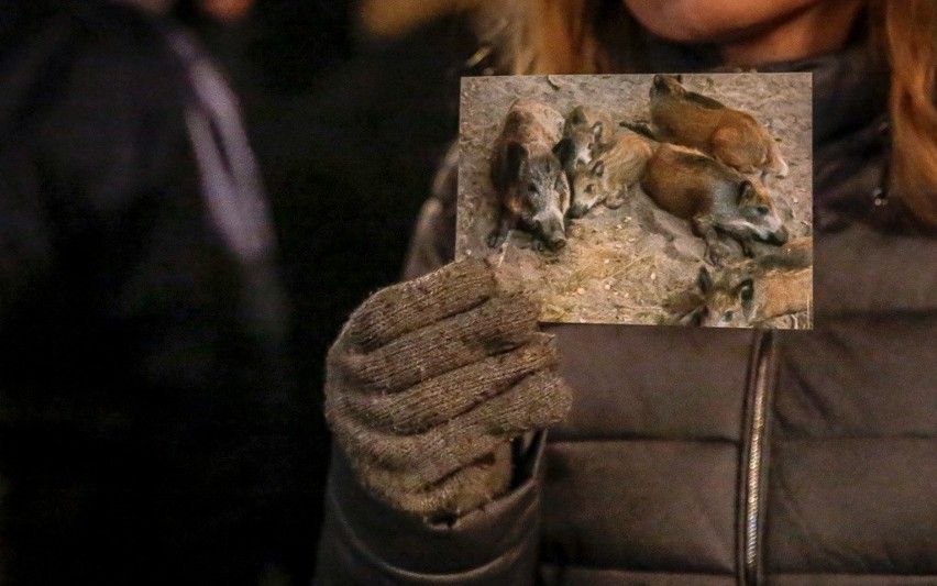 Gdański protest przeciwko masowemu odstrzałowi dzików,...