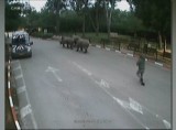 Trzy nosorożce uciekły z zoo w Izraelu, bo ich opiekun... zasnął [wideo]