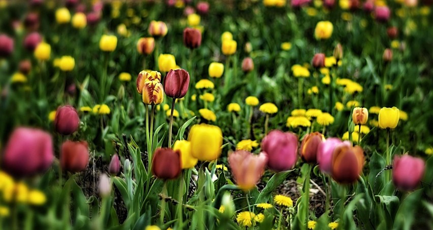 Najlepsze dla tulipanów jest stanowisko w pełnym słońcu,...