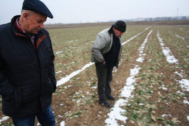 Rolnicy z Głogówka liczą straty, które łabędzie wyrządziły w rzepaku.