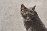 Kuweta dla kota – jak zadbać o higienę swojego pupila?