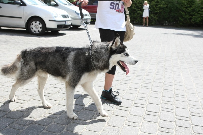 Znaleziono psa rasy Husky. Właściciel proszony o kontakt !!! 