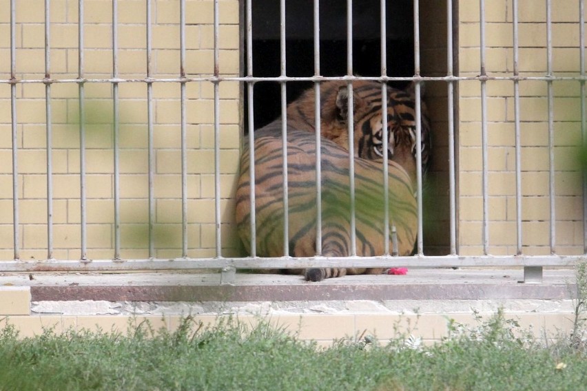 Kulisy wypadku w zoo: Tygrys zagryzł opiekuna