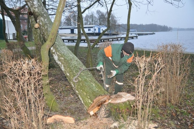 Wiekowa brzoza koło szczecineckiego ogólniaka nie wytrzymało szalejącej wichury.