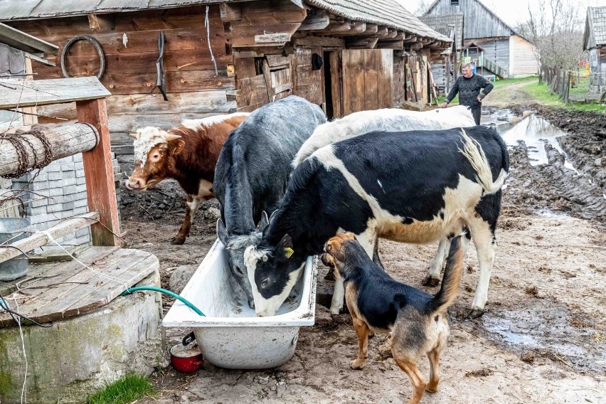 Drewniana chałupa, wielka kałuża na środku podwórka,...