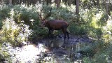 Nagranie z lasu pod Częstochową. Dziki wygoniły jelenia z leśnego SPA! Zobaczcie zabawne VIDEO